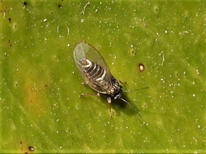 Bactericera cockerelli