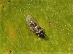 Bactericera cockerelli