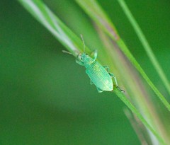 Polydrusus planifrons