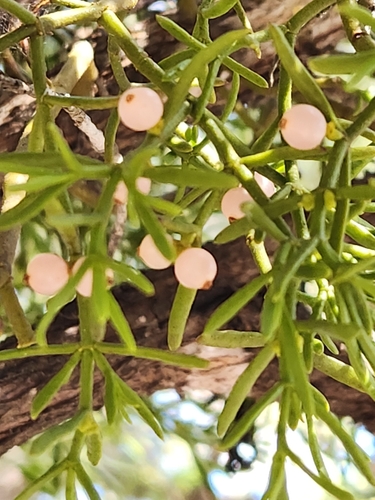 Image of Phoradendron hawksworthii by (c) Jo Roberts, some rights reserved (CC BY)