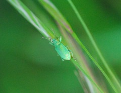 Polydrusus planifrons