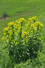 Euphorbia semivillosa