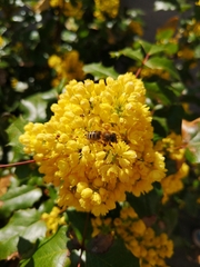 Apis mellifera