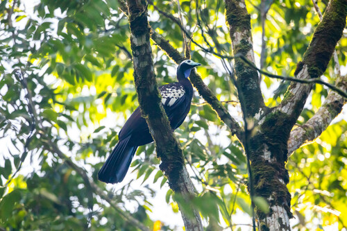 Trinidad Piping Guan (Pipile pipile), photo 4