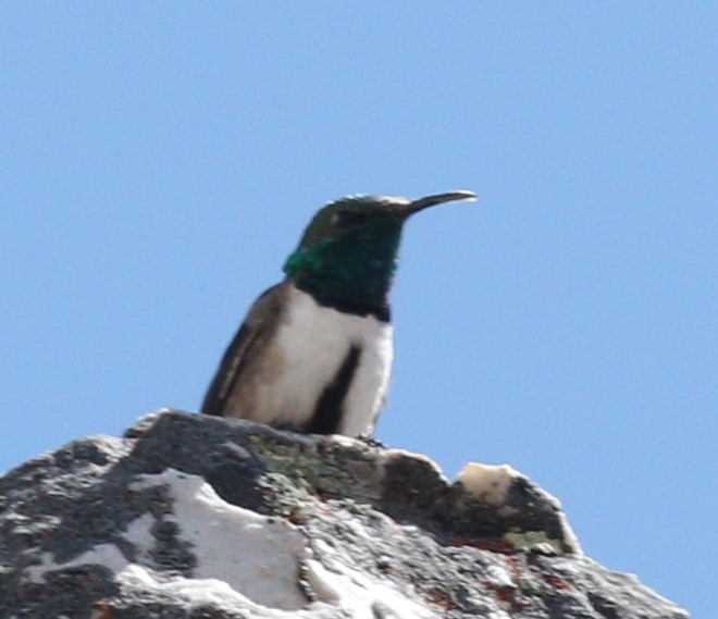 Green-headed Hillstar (Oreotrochilus stolzmanni), photo 3