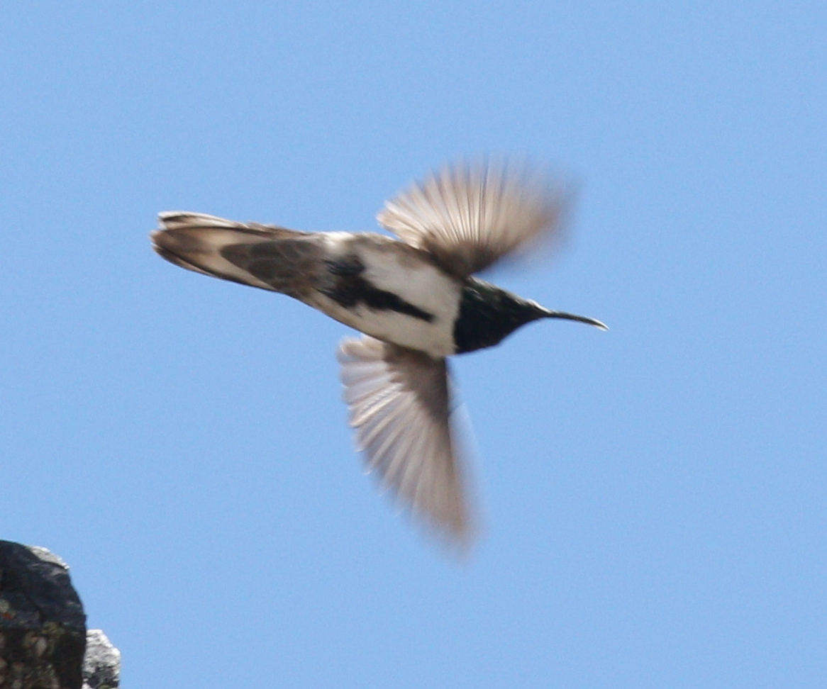 Green-headed Hillstar (Oreotrochilus stolzmanni), photo 4