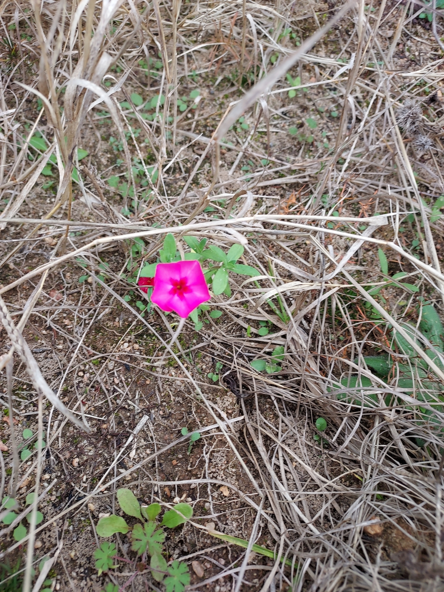 Imagem de Flores-de-Drummond