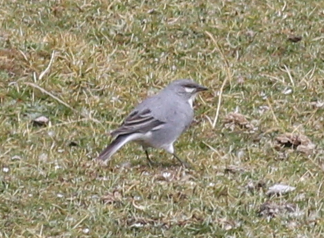 Glacier Finch (Idiopsar speculifer), photo 7