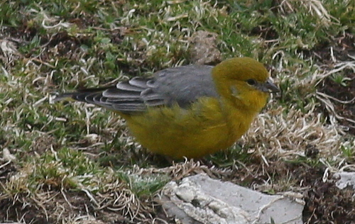 Bright-rumped Yellow Finch (Sicalis uropygialis), photo 9