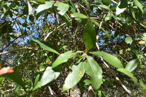 Image of Quercus laurifolia by (c) Kristály Cravens-Liszak, some rights reserved (CC BY)