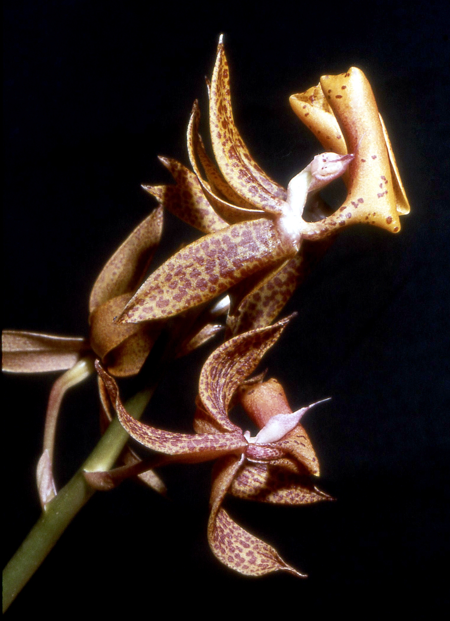 Mormodes