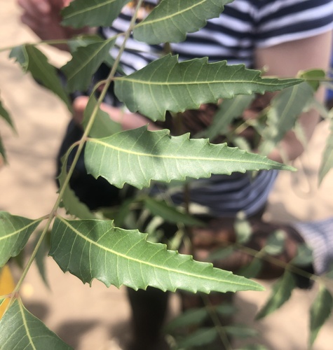 Neem