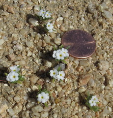 Greeneocharis similis