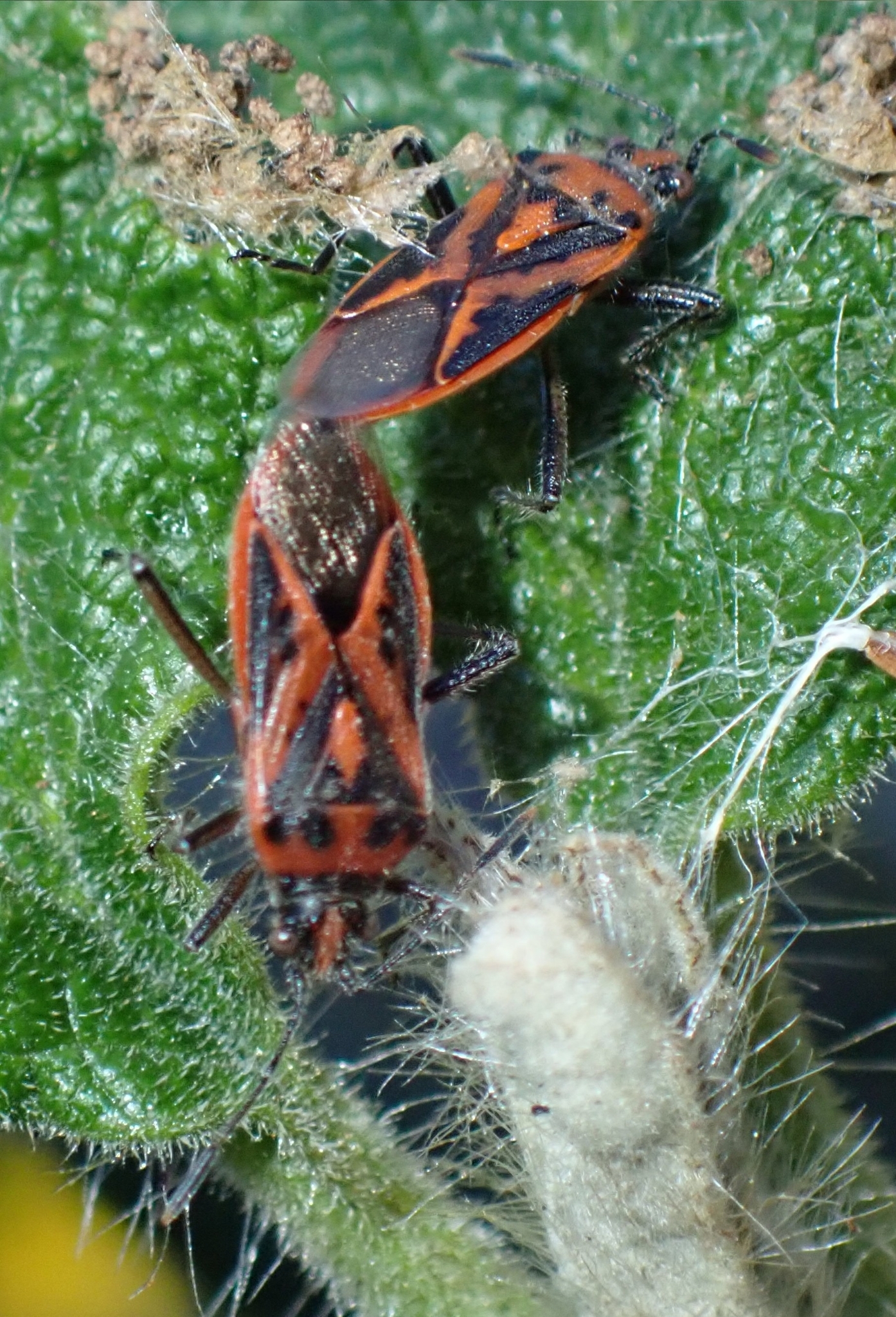 Corizus hyoscyami