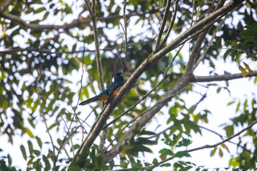 Guianan Trogon (Trogon violaceus)