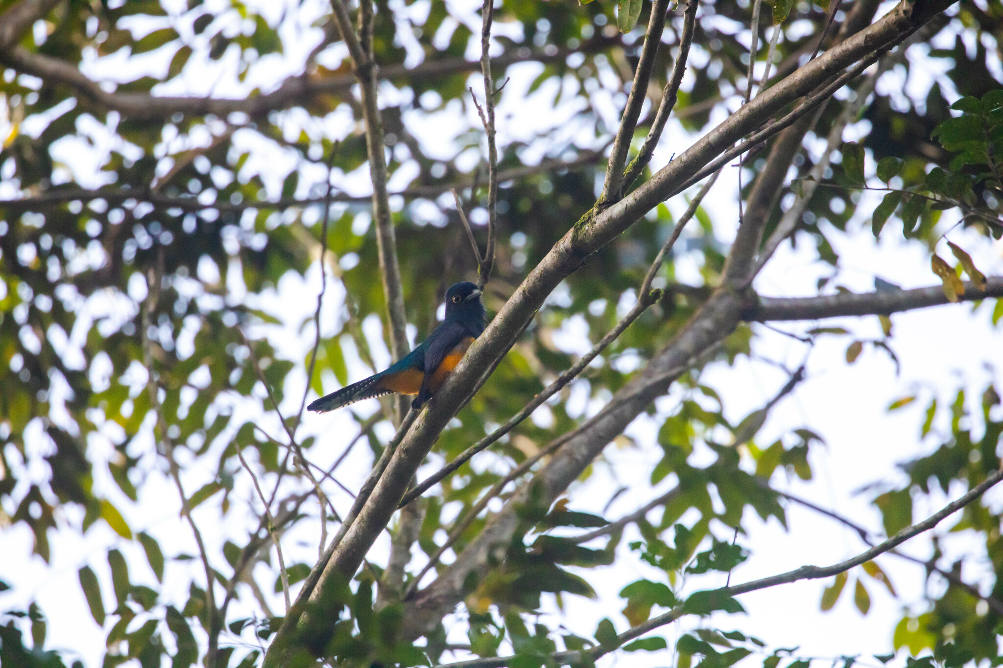 Guianan Trogon (Trogon violaceus), photo 1