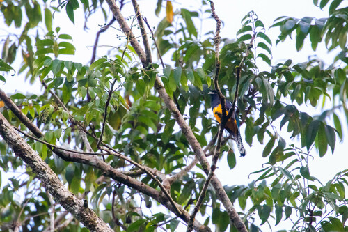 Guianan Trogon (Trogon violaceus), photo 4