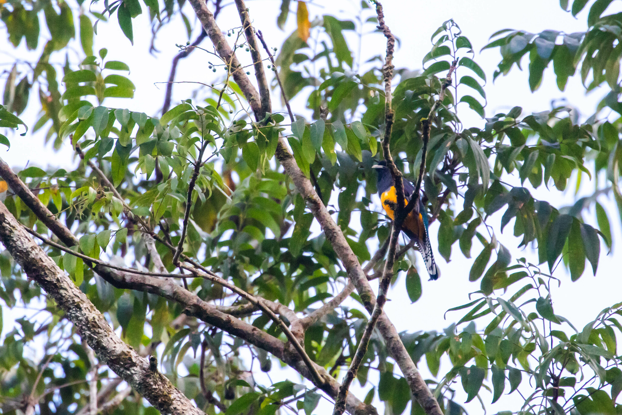 Guianan Trogon (Trogon violaceus), photo 2