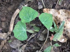 Stephania cephalantha