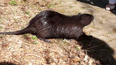 Myocastor coypus