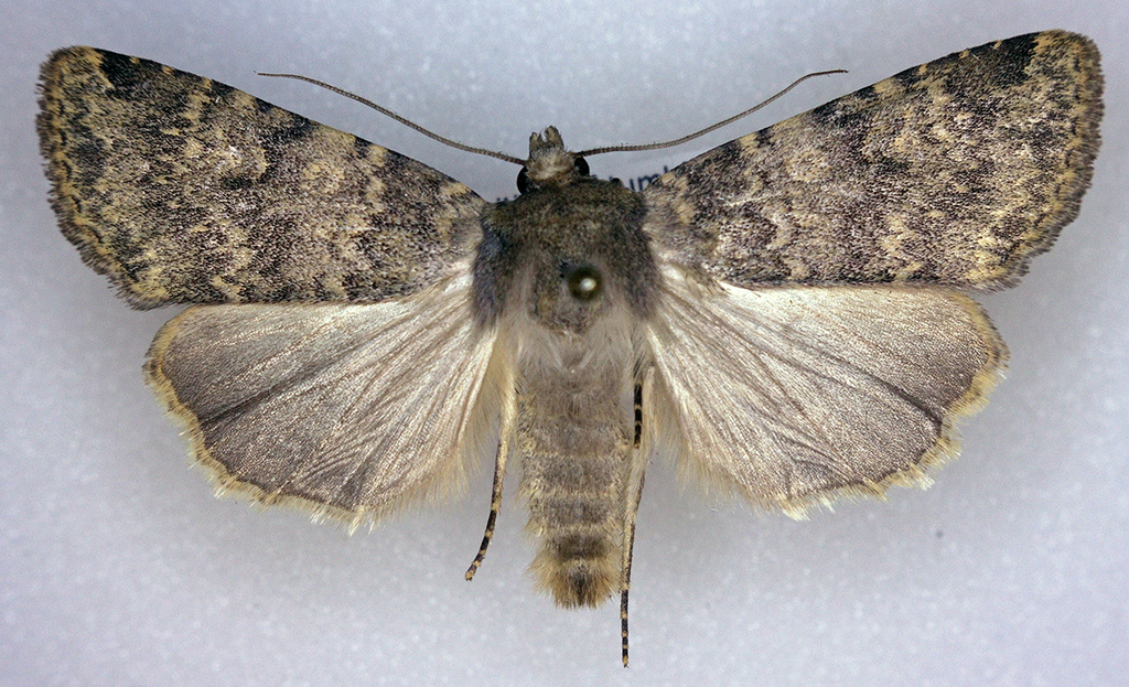 Pronoctua craboi