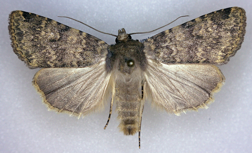 Pronoctua craboi