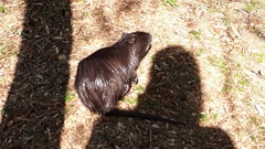 Myocastor coypus