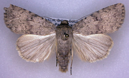 Pronoctua typica