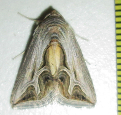 Cuneisigna rivulata