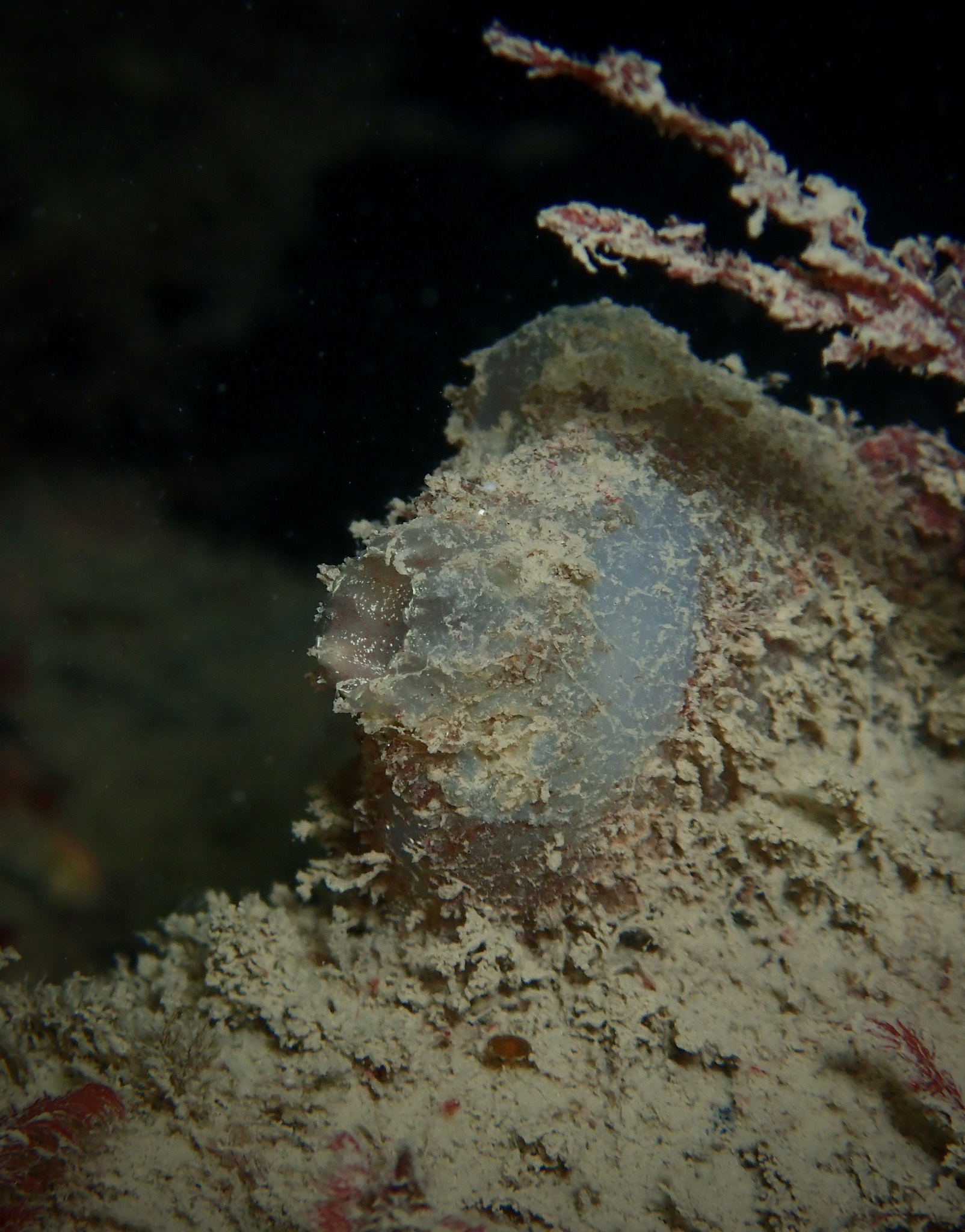 Ascidiella aspersa (Müller, 1776)