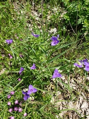 Tradescantia occidentalis