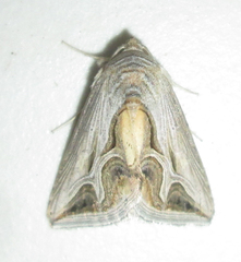 Cuneisigna rivulata