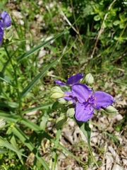 Tradescantia occidentalis