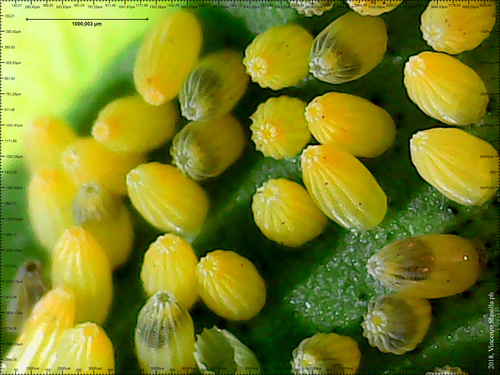 Kopūstinis Baltukas nuotrauka