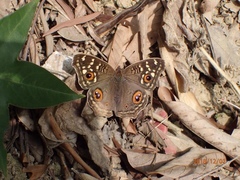 Junonia lemonias aenaria