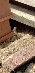 Sceloporus occidentalis
