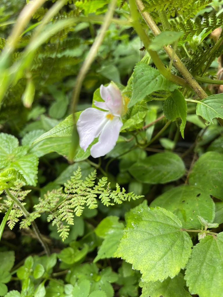Impatiens burtonii; photograph Matt Benjamin, CC BY, iNaturalist via GBIF