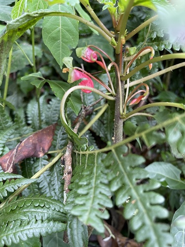 Impatiens niamniamensis