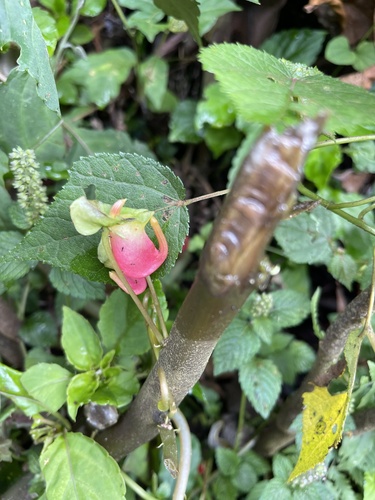 Impatiens niamniamensis