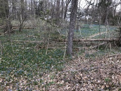 Scilla siberica