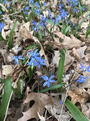 Scilla siberica