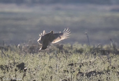 Tympanuchus pallidicinctus