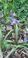 Hyacinthoides