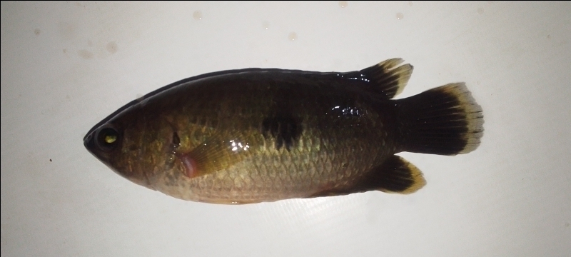 Gevlekte klimbaars (Ctenopoma maculatum) — Anabantidae
