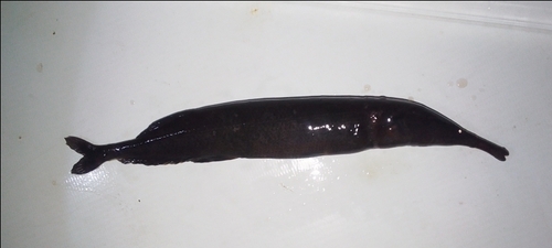 Sickle-snouted mormyrid (Mormyrops zanclirostris) — Mormyridae — 2
