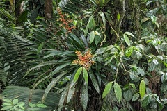 Guzmania scherzeriana, photograph (c) Maurice Raymond, some rights reserved (CC BY)