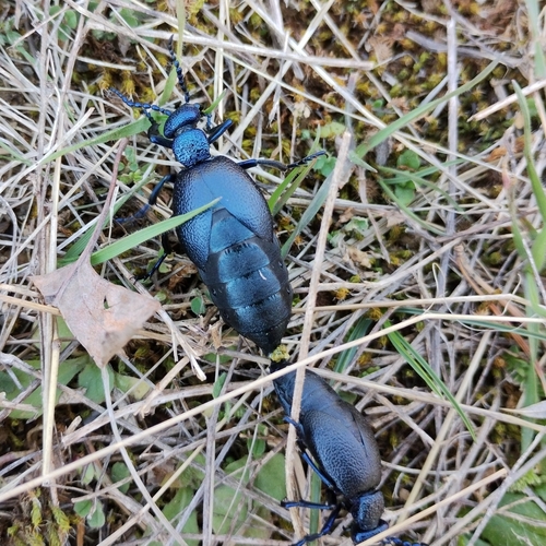 Black oil beetle