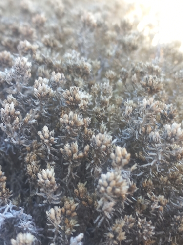 Image of Helichrysum niveum by (c) Jared Zachary Herman, some rights reserved (CC BY)