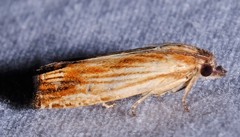 Eucosma umbrastriana