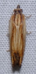 Eucosma umbrastriana
